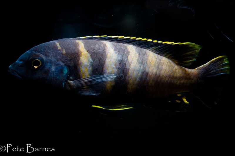 Gephyrochromis sp. 'sand' Londo